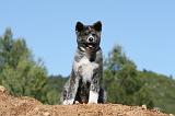 AKITA INU 477